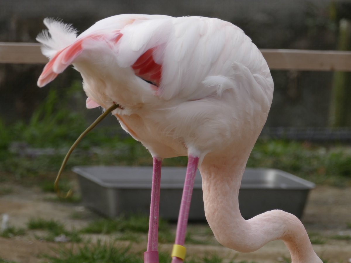 フラミンゴ