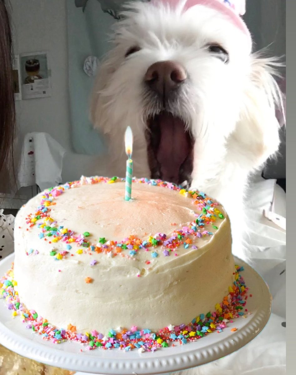 언니 대신 내가 초불게!!!!!!!!!!!!