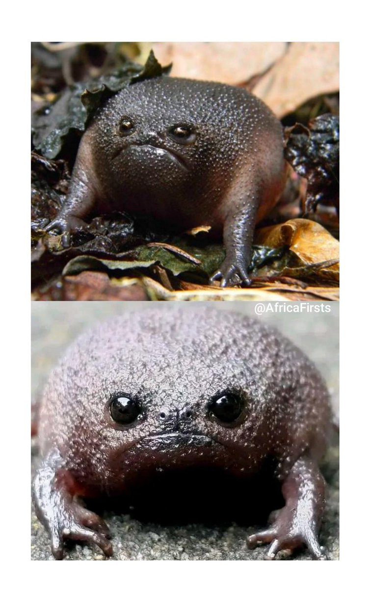 AfricanHub_'s tweet image. The black rain frog (Breviceps fuscus) can only be found in South Africa 🇿🇦
