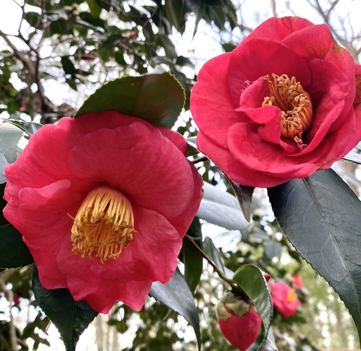Lovely Camellia Sasanquas are blooming and adding so much color to the garden this time of year! Hope you’re warm and cozy. Good Monday, friends. #MagentaMonday #Flowers #GardeningX