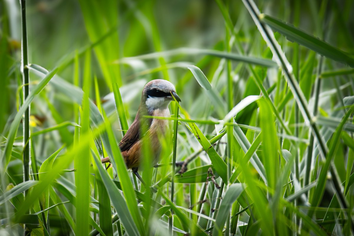 アカモズ
📷：Canon Eos R7
lens：Sigma 150-600mm DG OS HSM Sports

Date：2026.01.26
#野鳥観察 #野鳥撮影 #カワセミ