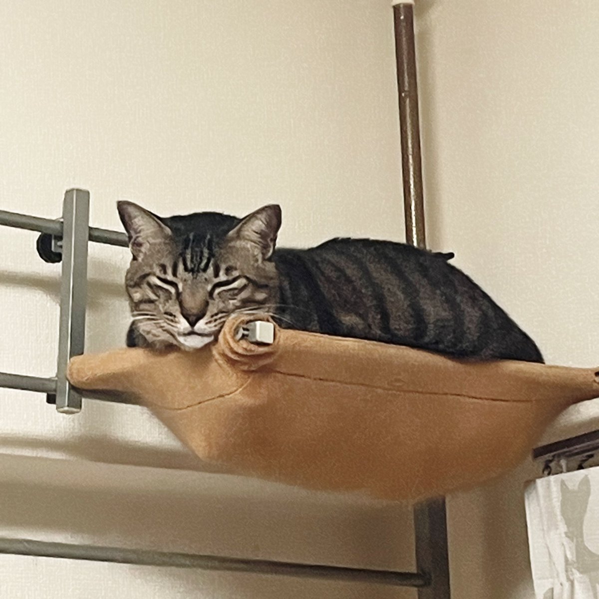 猫好きさん集まれー🐈🐈 Community on X - 20.8K Members