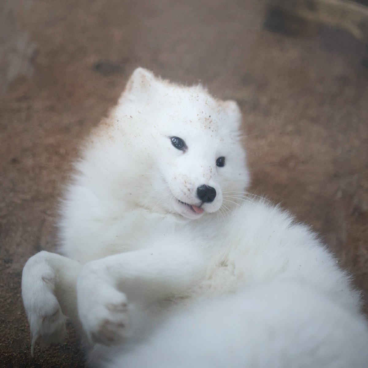 ttt_zegu952's tweet image. こん?