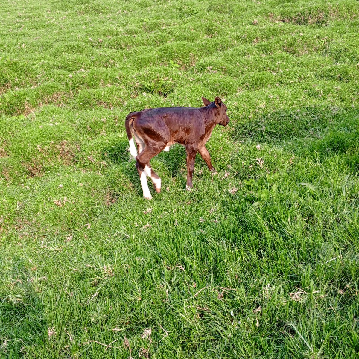 𝐌𝐀𝐒𝐈𝐒𝐈 𝐓𝐎𝐔𝐑𝐈𝐒𝐌🇨🇩 tweet media