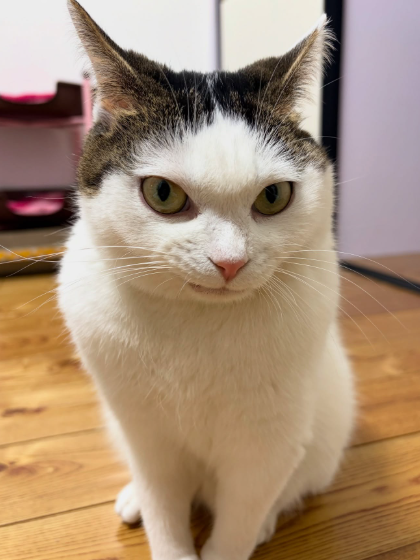 Car lover tweet media