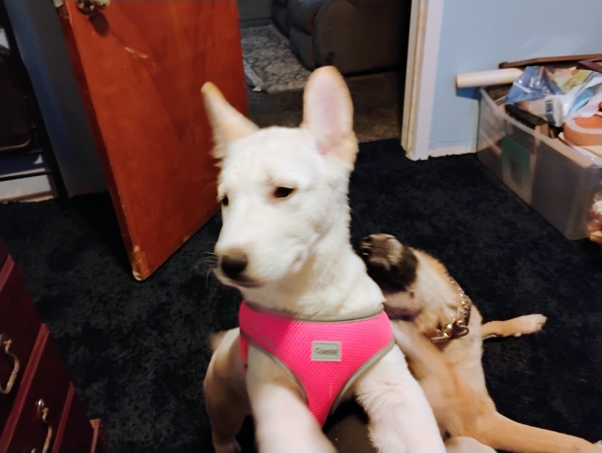 My 3 Germans: Chewbacca, Liberty and baby Winter.