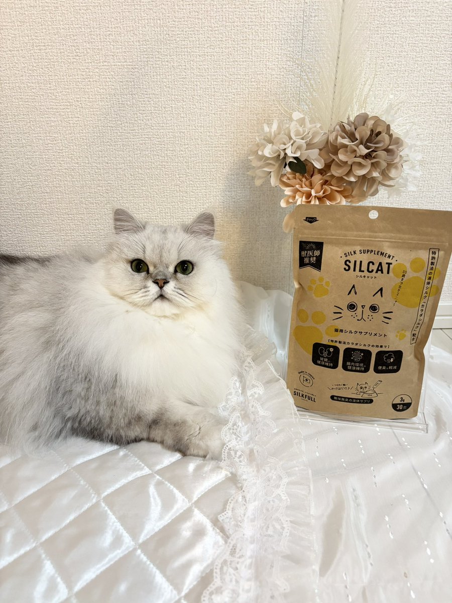 mofu_cat_lover tweet picture