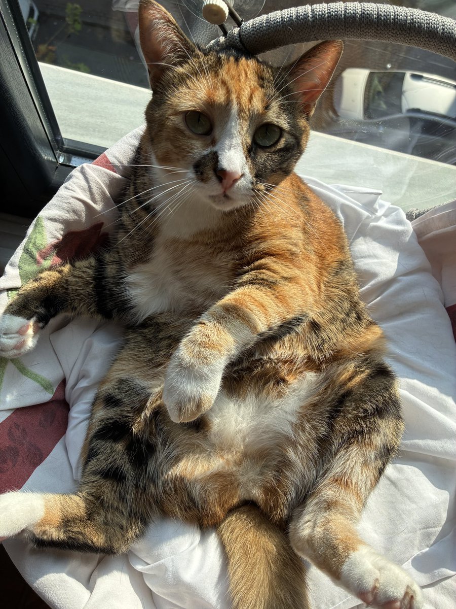 Bu arkadaşı ilk sahiplendiğimde memesini et beni sanıp veterinere götürmüştüm.....