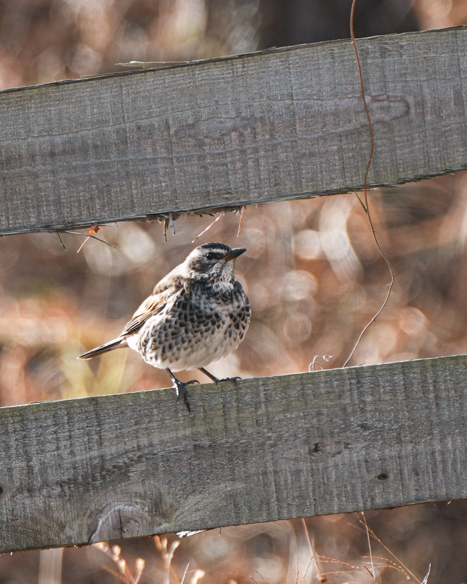 すだっち。 tweet media