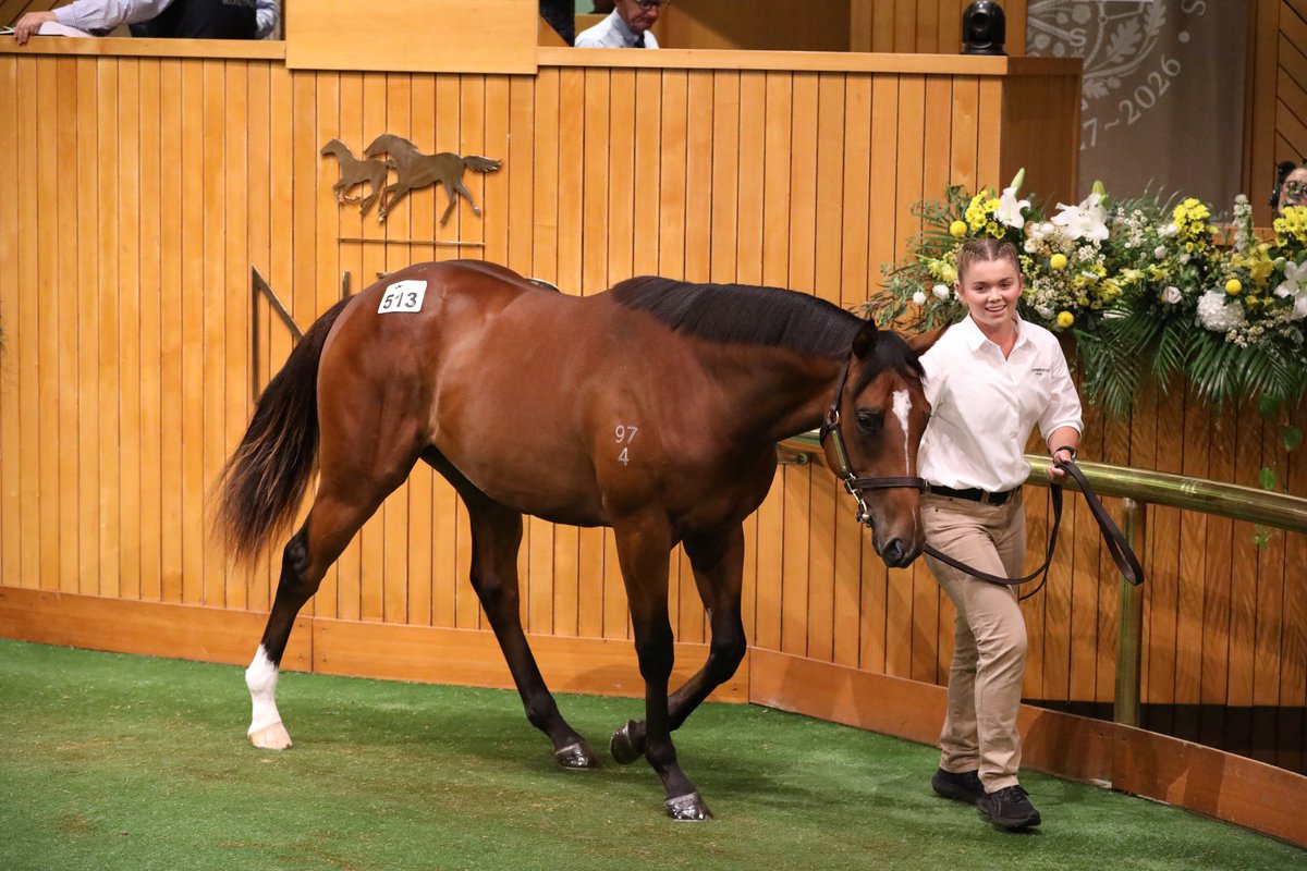 New Zealand Bloodstock tweet media