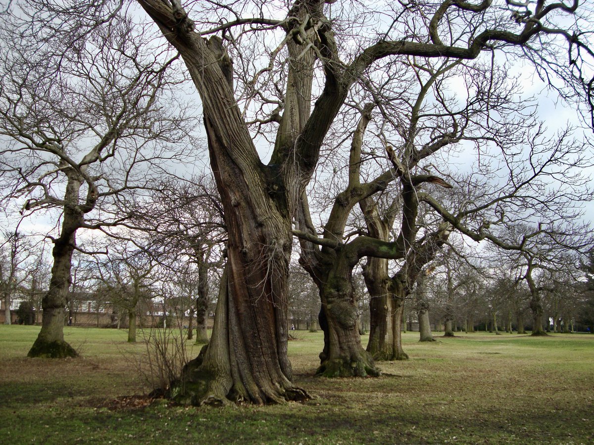 Ipaintatnight's tweet image. Good morning treepeople #trees #winterseason