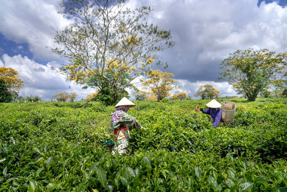 UN Decade on Ecosystem Restoration Advisory Board tweet media