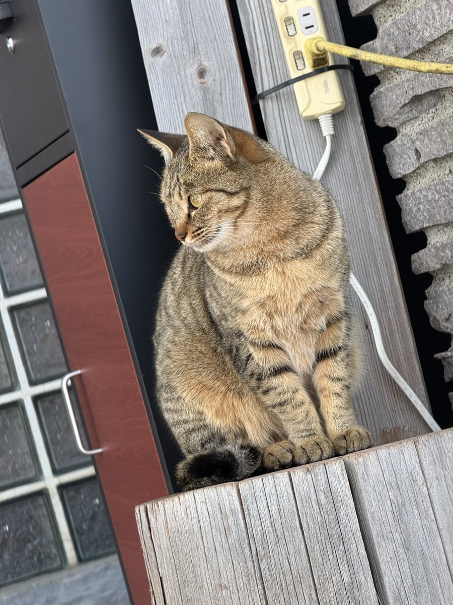 よっちん＠チョコミン党 (@lipton8322) / Posts / X