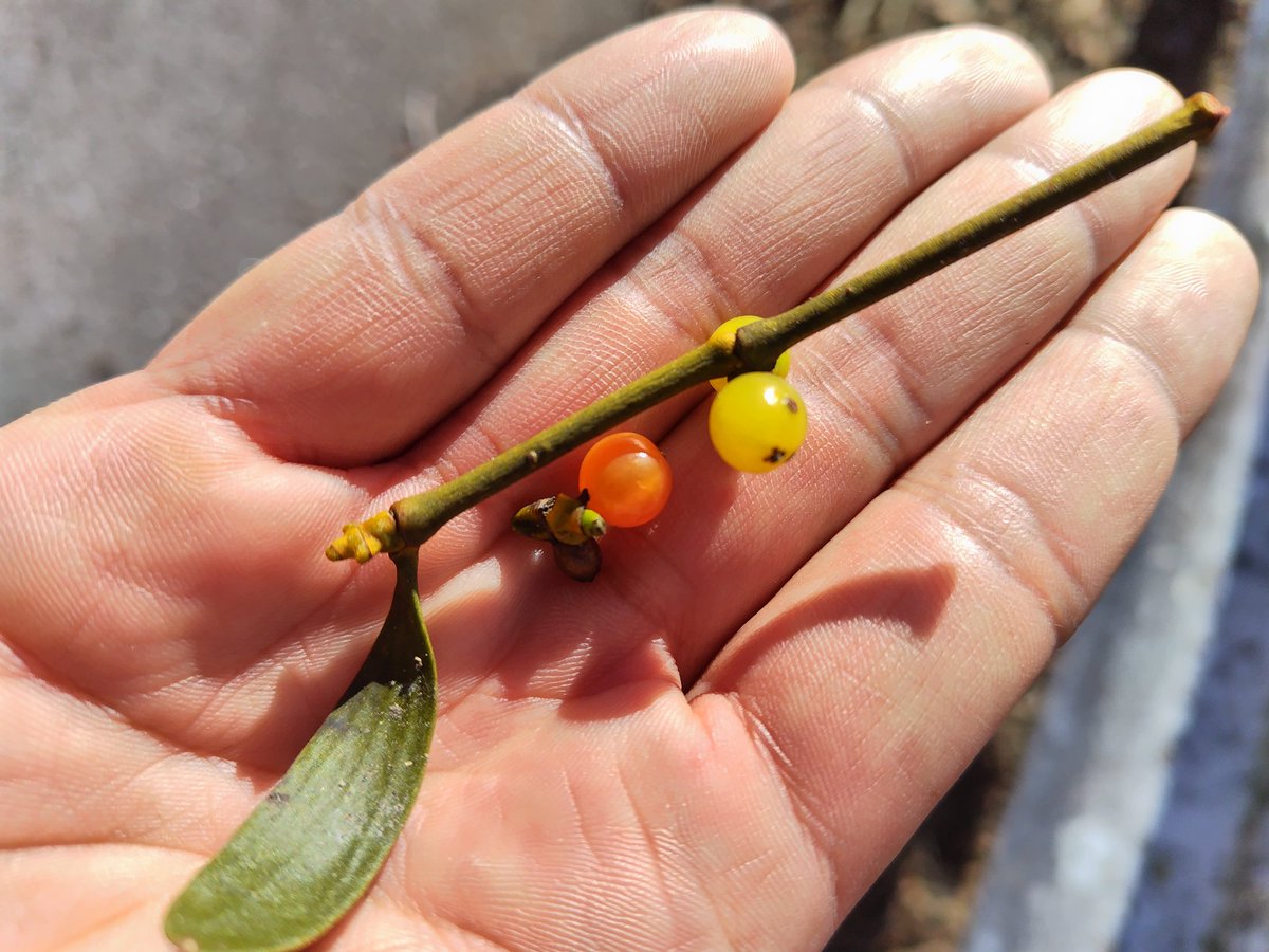 ヤドリギ　196〜12/14(日)夕方採取、黄で目立ちませんが実付き優良 面白いのは、同所的に赤みがかった果実と黄色い果実が混在して拾える