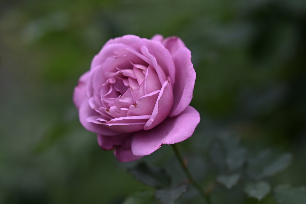 kazumi (@zf1118kazumi) / Posts / X