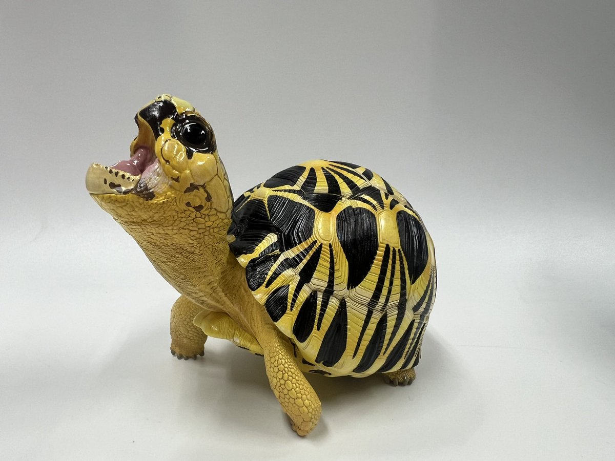 動物の惑星〜アニマルプラネット WF 6-05-08 (@animal2023jp) / Posts / X