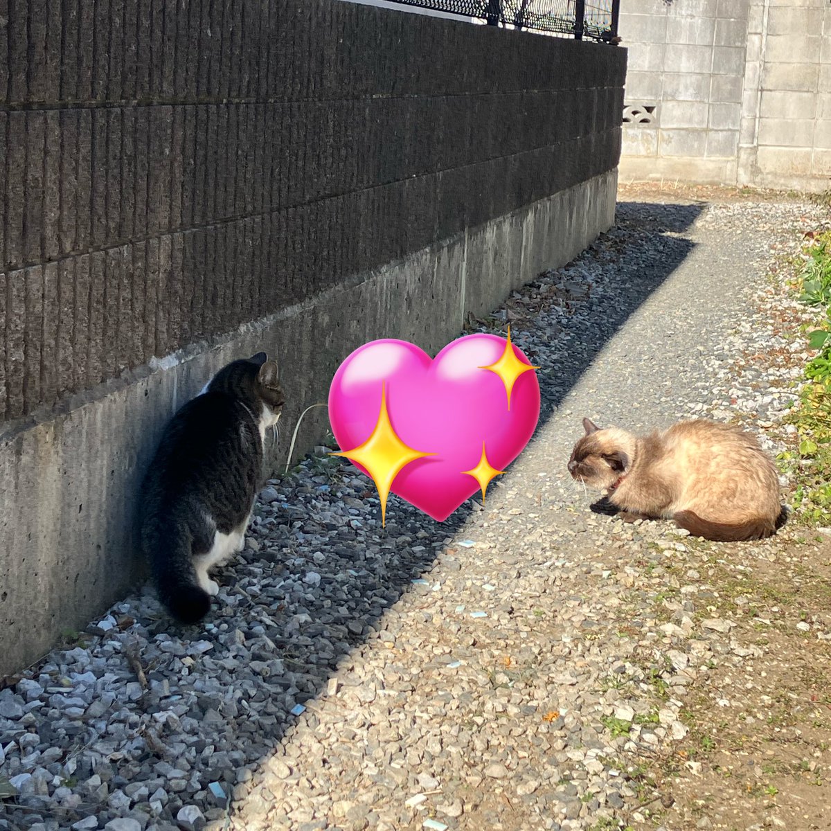 ちびちゃん大好き Amazon.co.jp: ちびまる子ちゃん～わたしの好きな歌～ [VHS] : 家電