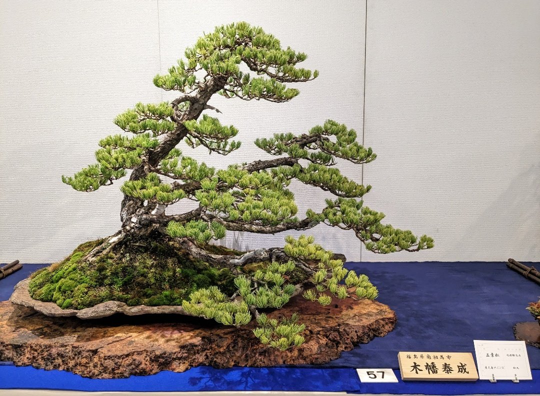 bara_BONSAI's tweet photo. 🌳ゆるぼ 🌳

来月で記念すべき第100回目🔥
2026年 盆栽 国風展ツアーを開催いたします🥳🥳

内容は激カッコいい盆栽を運営やホルダーと見て回る！以上！！

ご興味がある方は「Discord talk チャンネル」にてスタンプを押していただければと思います✨