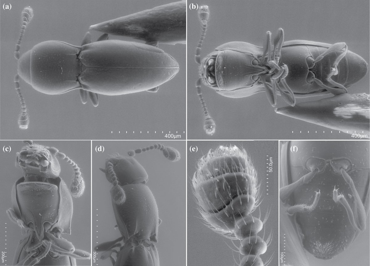 Dominik_Kusy's tweet photo. We describe Badmaateridae, a new beetle FAMILY from Chile! Badmaater chilensis is blind, wingless, and extremely small (~1mm).

📄 Open access in Systematic Entomology https://t.co/2sxlh5PPyG #Entomology #NewSpecies #Beetles https://t.co/VQoOvk8WSY