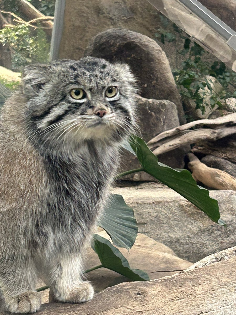 こなs (@ravinosuke1) / Posts / X