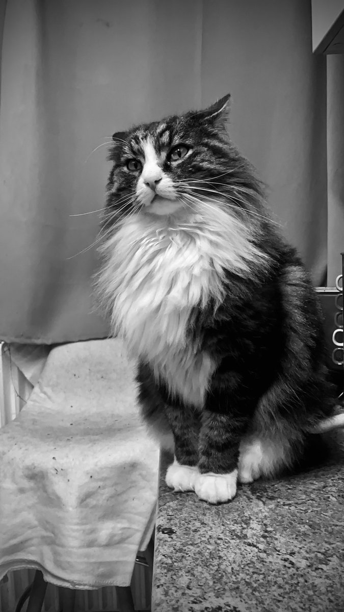 Musiconerick's tweet image. Ce batard de chat qui arrive toujours à se faire pardonner…