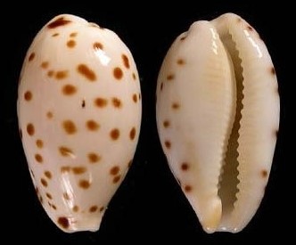 ゴマフダカラ といいます(^o^) #貝 #貝殻 #標本 #コレクション #タカラガイ