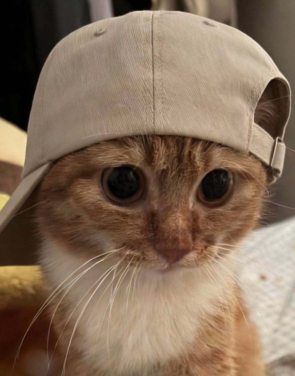 No Cats No Life (@nocatsnolife_m) on Twitter photo 