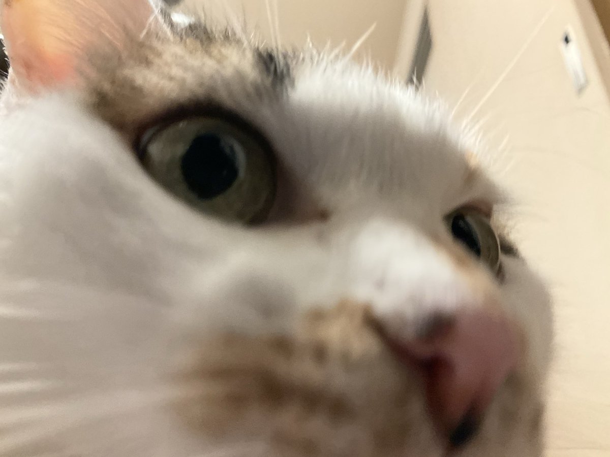 Post by うぐ🍙 on X: 夜ねこ