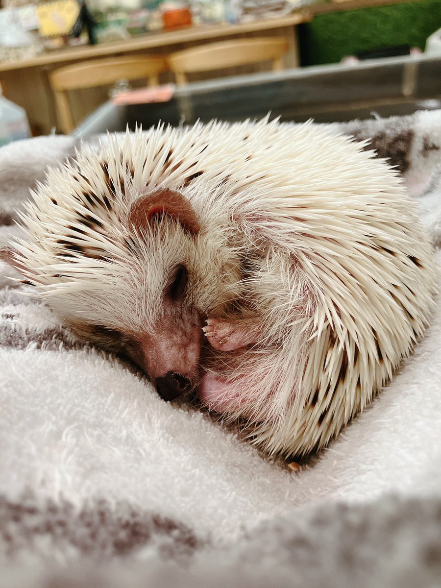 zc5jt3's tweet image. 起こして機嫌を損ねてしまったのてま静かに寝て頂きました😉

🦔「それでいいんでしゅよ😤」