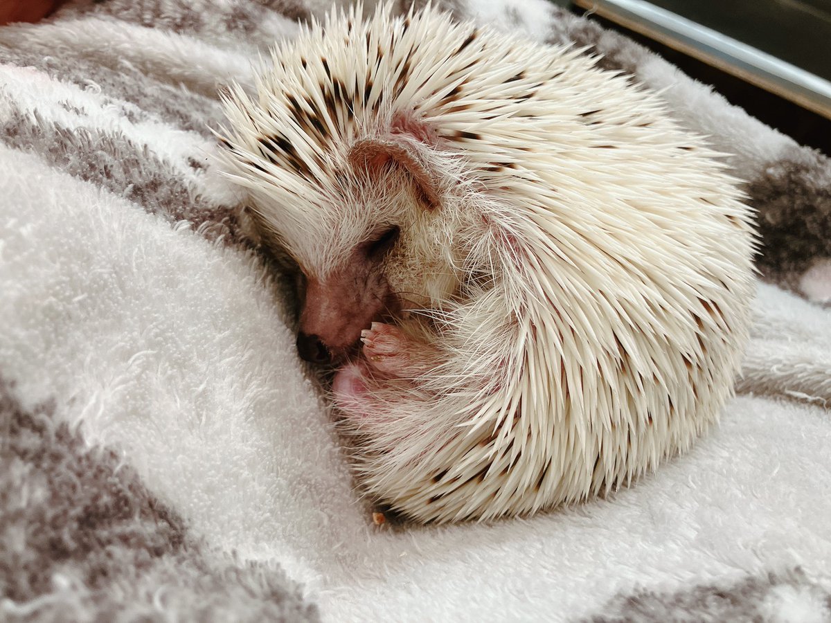 zc5jt3's tweet image. 起こして機嫌を損ねてしまったのてま静かに寝て頂きました😉

🦔「それでいいんでしゅよ😤」