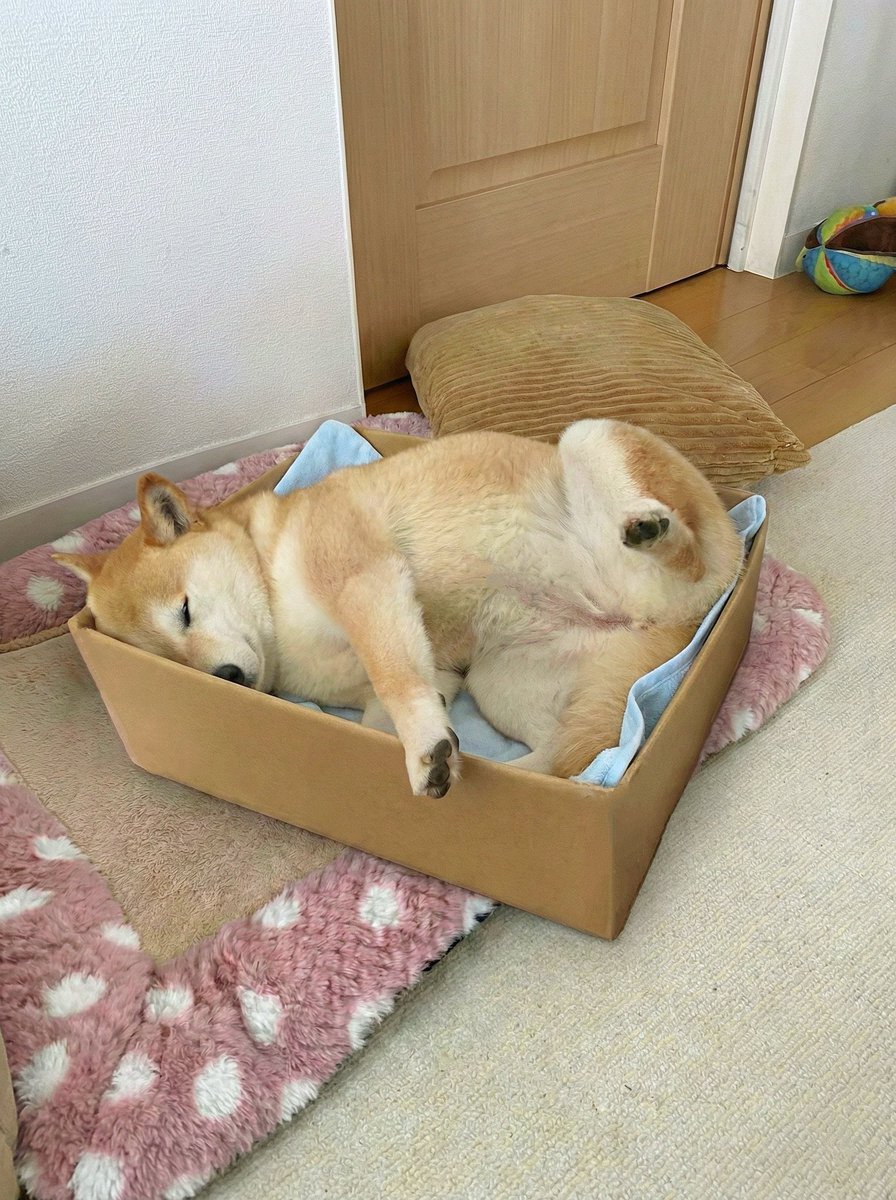 柴犬·͜·♡もも (@momonosekaiii) / Posts / X