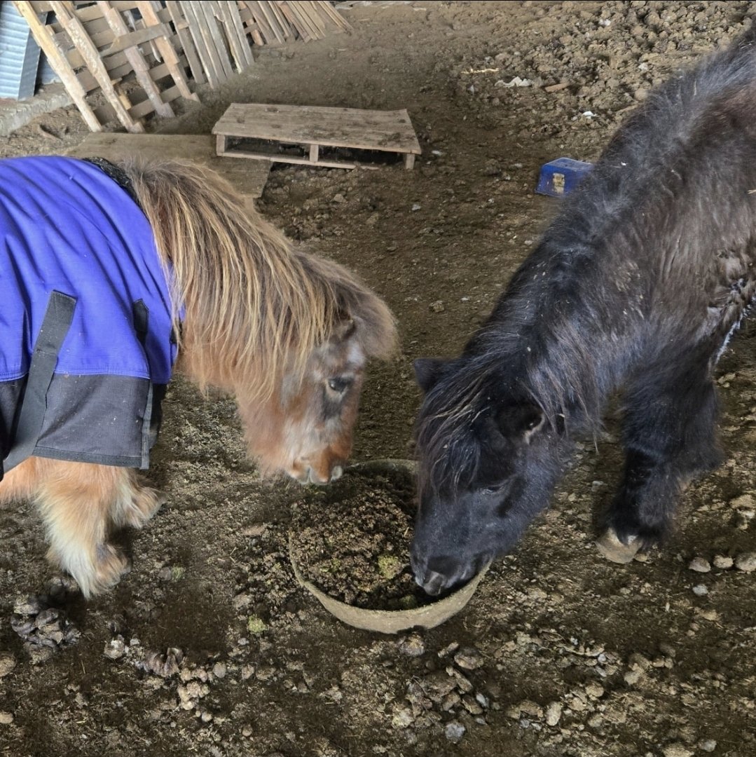 Happy Little Hooves Sanctuary tweet media