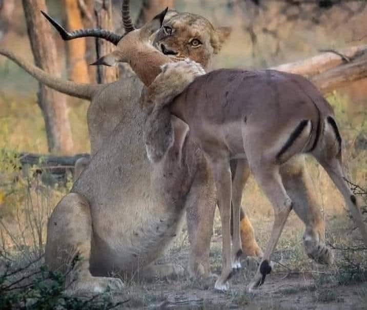 Mir khan Jamali tweet media