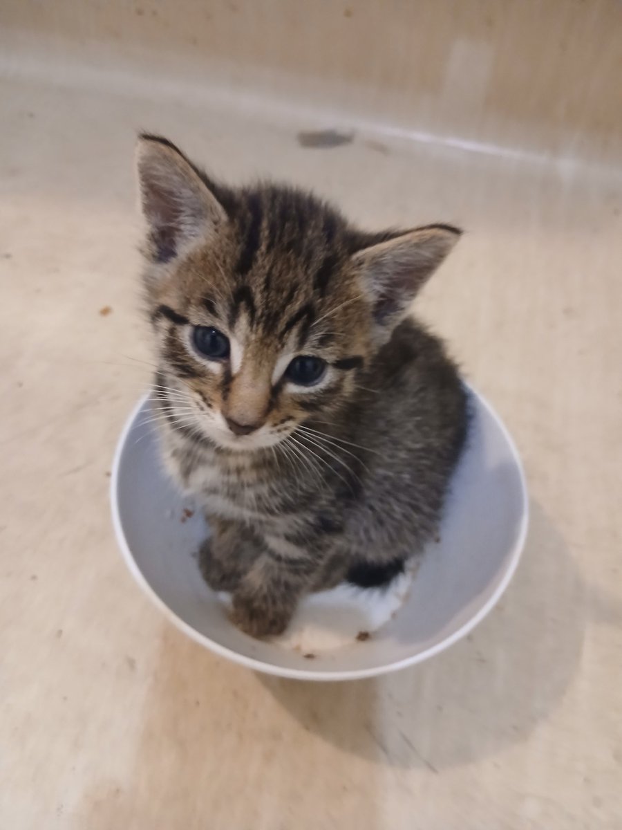 Alias kitten5 ="snack";