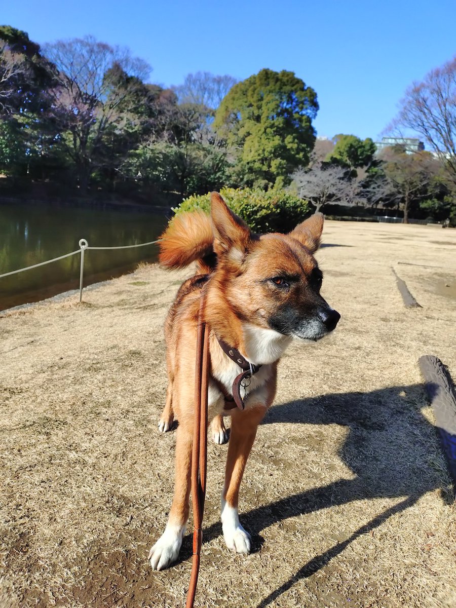 お池、半分凍ってた。

あめ🐶

#保護犬