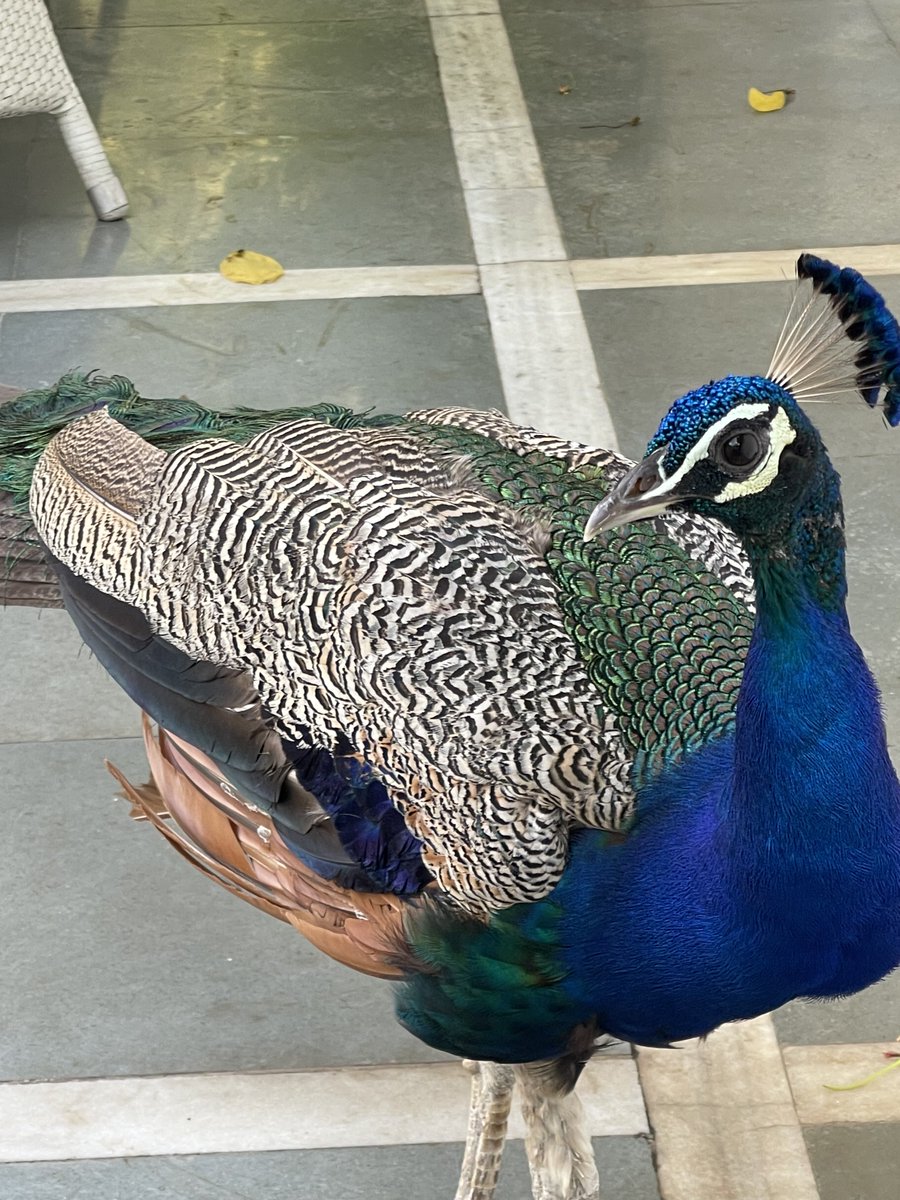A peacock right beside my table at the open air coffee shop of an old world hotel in North Delhi. 
Lutyens and his team stayed here whilst drawing the plans for New Delhi. Little did the hotel know that they were drawing plans for its downfall.