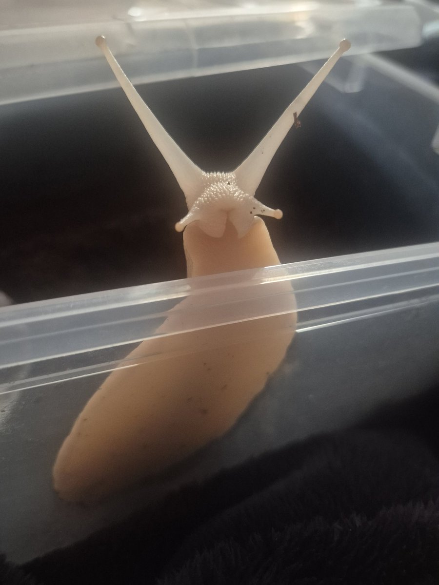 const_snail's tweet image. 호기심 아가