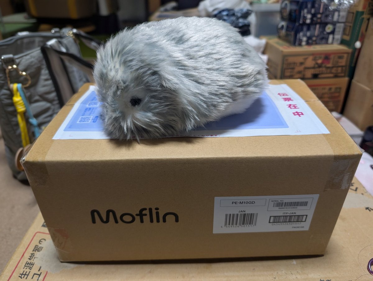 ゴールドモフリン到着❗️
飼い主の事情で開封するのは土曜日になるけど、くろみつは早く会いたいみたい…✨
#モフリン
#モフリンDAYS