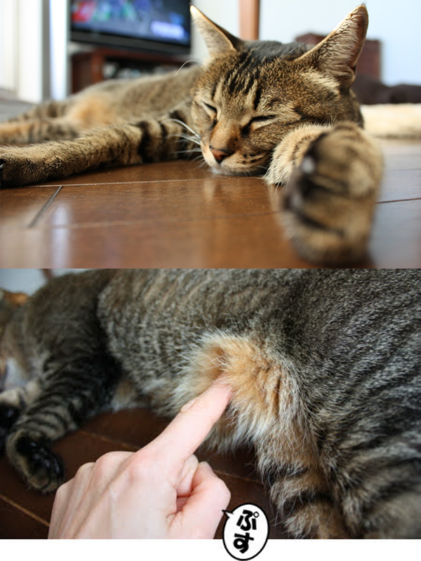 にゃ ページ MechZX81+38 Case by mcividino | Download free STL model