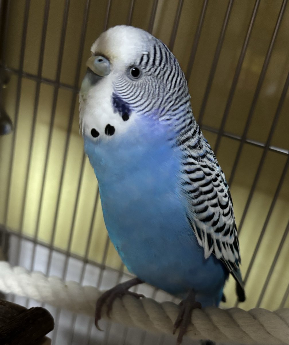 ln_nl_Fromage's tweet photo. なんだろう、この流し目…
すごいカメラ目線💕

#セキセイインコ https://t.co/Ch6orG359u