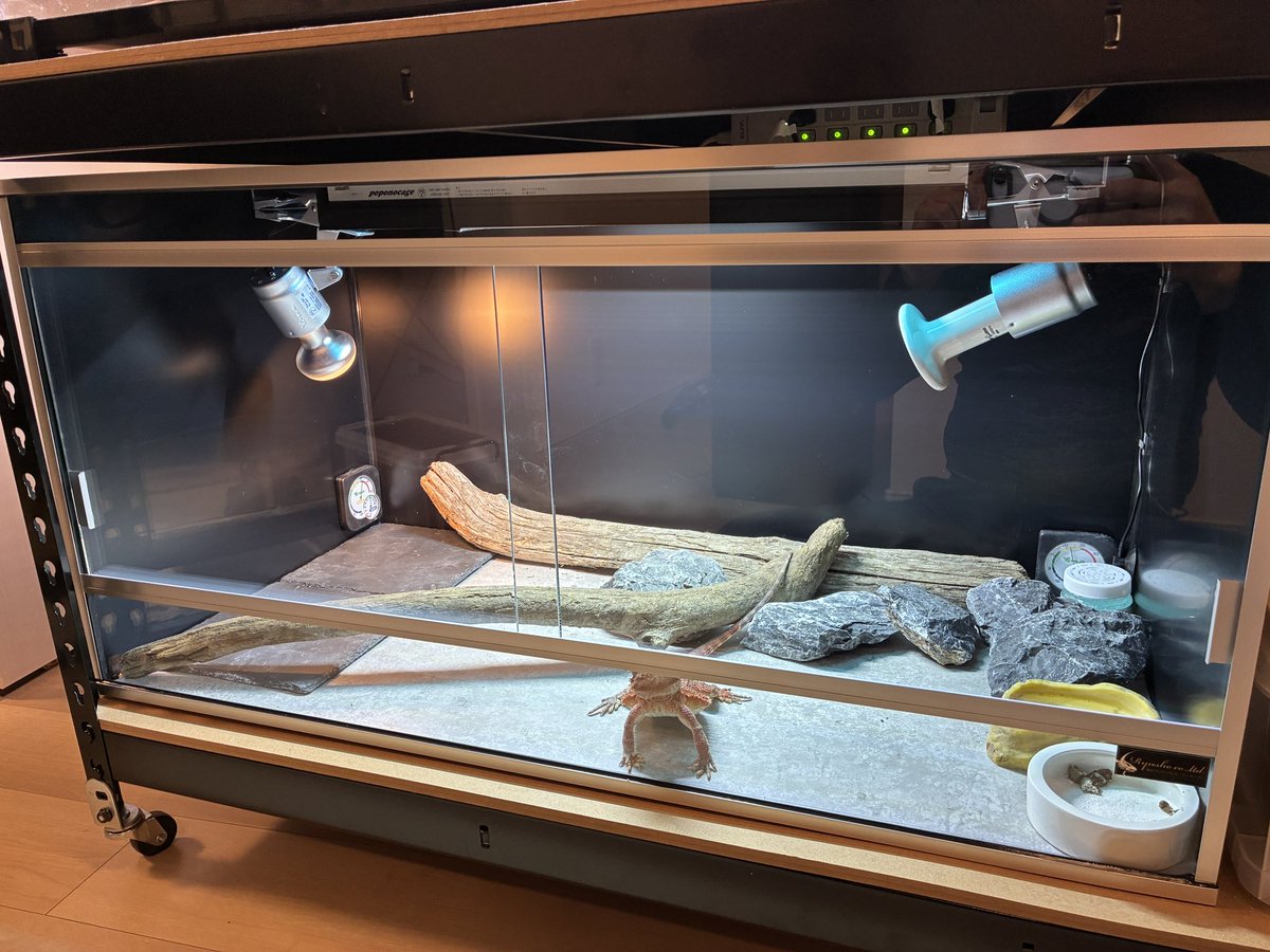 龍匠オリジナルオーダーケージ®︎ (@ryuushyou164) / Posts / X