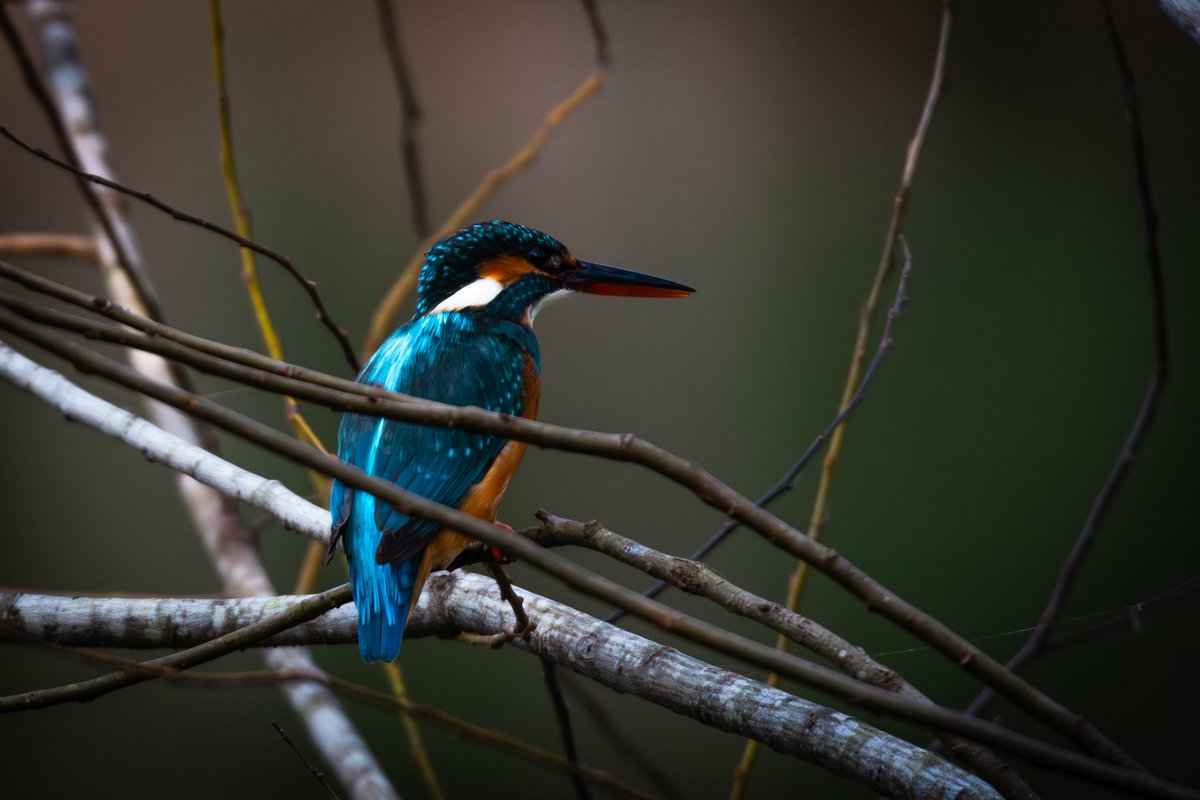 カワセミ
📷：Canon Eos R7
lens：Sigma 150-600mm DG OS HSM Sports

Date：2026.01.26
#野鳥観察 #野鳥撮影 #カワセミ

カワセミの青は本当に綺麗です💙