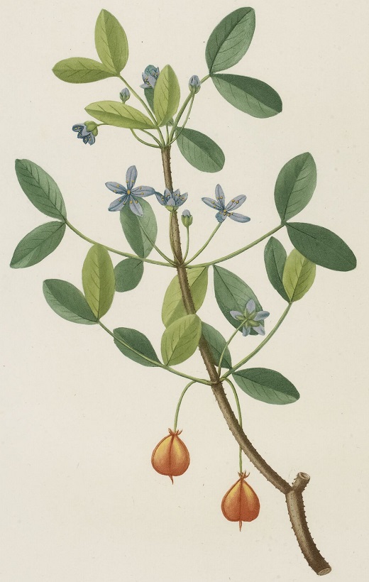 Gallica BnF tweet media