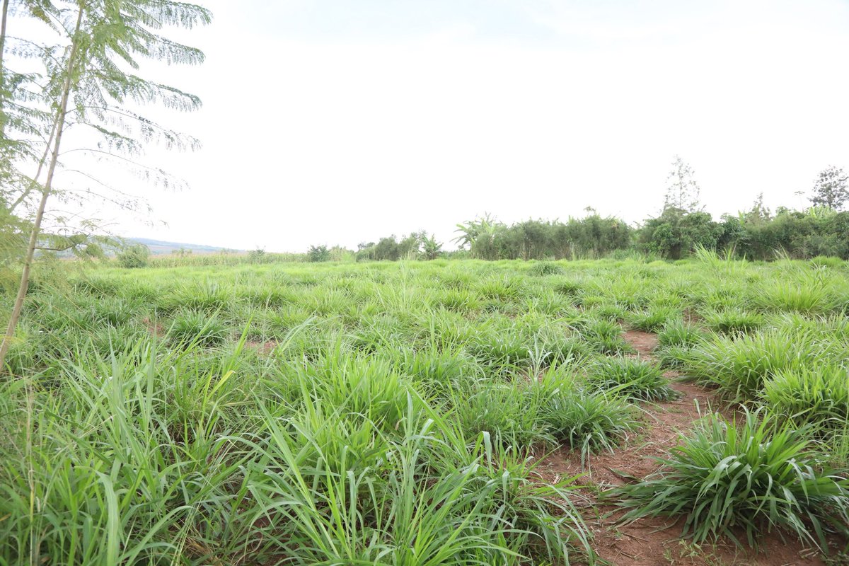 EcoAgriMedia's tweet photo. From drought risk to dairy resilience in Eastern Rwanda
The #TREPAproject is tackling feed scarcity through climate-smart fodder enterprises, boosting milk yields, restoring landscapes, and creating rural businesses.
Farmers like Emmanuel in Nyagatare have doubled production using drought-tolerant forage and improved storage.
A compelling case of climate action delivering livelihoods.
Read more at https://t.co/jEZILGnNO4
#ClimateAction #FoodSecurity