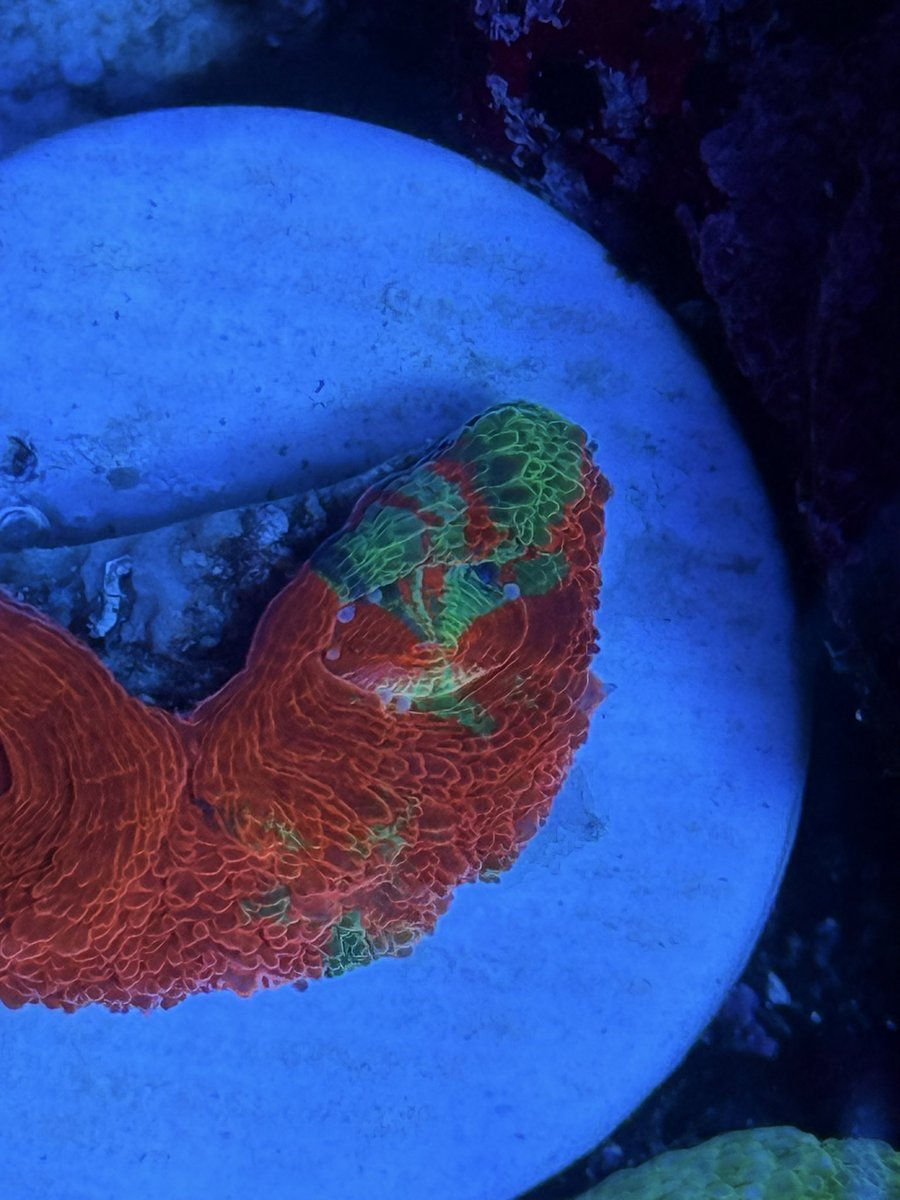 ボアバンキー4色赤青緑黄🪸✨