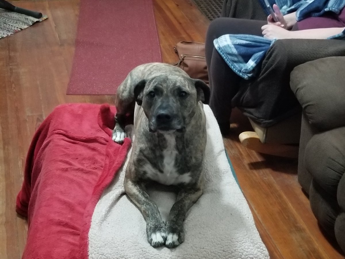 DragonEzekial's tweet photo. @LeeandLie My goodest girl, Maggie. https://t.co/PnlEOfUB0z