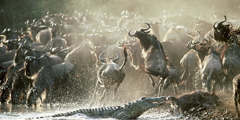 Serengeti or Masai Mara where will you witness the Great Migration?
Explore the differences, highlights &amp; best times to go.
Read now get Free safari quote

asiliafricaexpeditions.com/blog/Tanzania-…

#AfricanSafari #SafariLife #GreatMigration