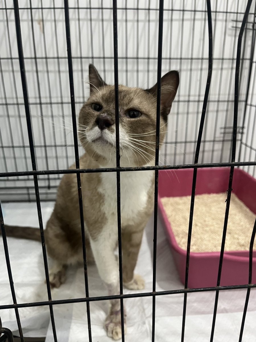 🏡 หาบ้านให้น้องแมว 🏡 (ฝากประกาศ)
ประกาศหาบ้านหลังสุดท้ายน้อง “ไมโล” 
โชคชะตาอาภัพของไมโล
น้องไมโลเคยมีบ้านมาก่อน พลัดหลงกับเจ้าของช่วงต้นปี 2568 แถวซอยเพิ่มสิน 20 วันแรกที่เจอจะมีปลอกคอพร้อม air tag ติดตัว ชีวิตตกระกำลำบากมาเป็นน้องจร โดนแมวเจ้าถิ่นกัด จนเป็นเชื้อรากินเนื้อ