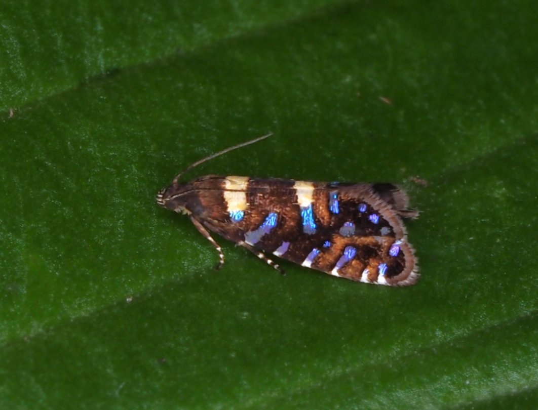 #小さな蛾をただただ愛でる 
トウキョウホソハマキモドキ
Glyphipterix mikadonis
皇居で得られた個体をもとに記載されたやんごとなき蛾。皇居を含め数カ所しか記録がない。1cmもないけどめちゃ綺麗。