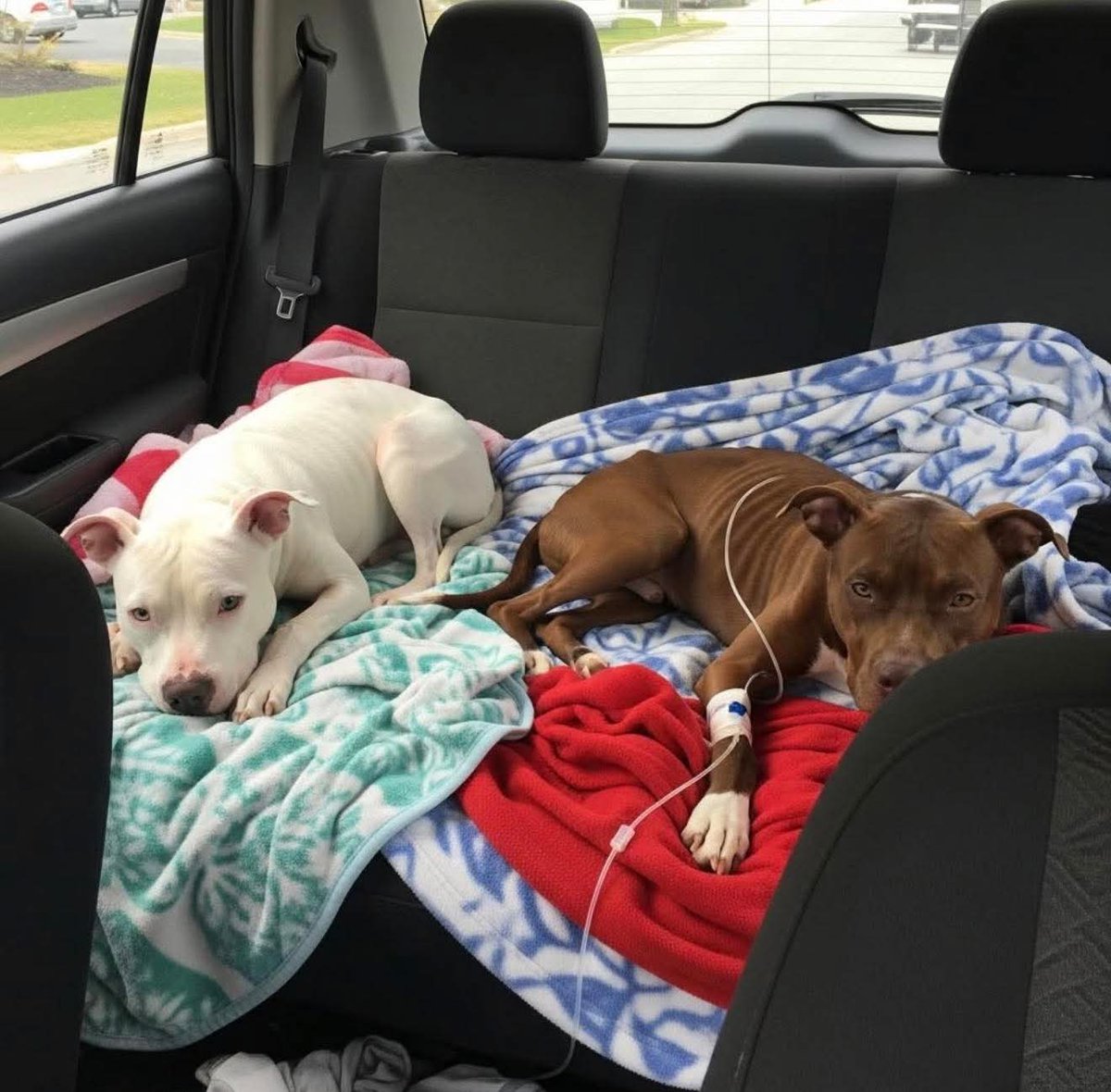 Mr_Husky1's tweet image. The house next door was foreclosed six weeks ago. I watched the family pack up and leave.
What I didn't know was that they left their dogs behind.
I started hearing crying at night. I thought it was cats at first. Then I saw them through the fence two pit bulls, locked in the…